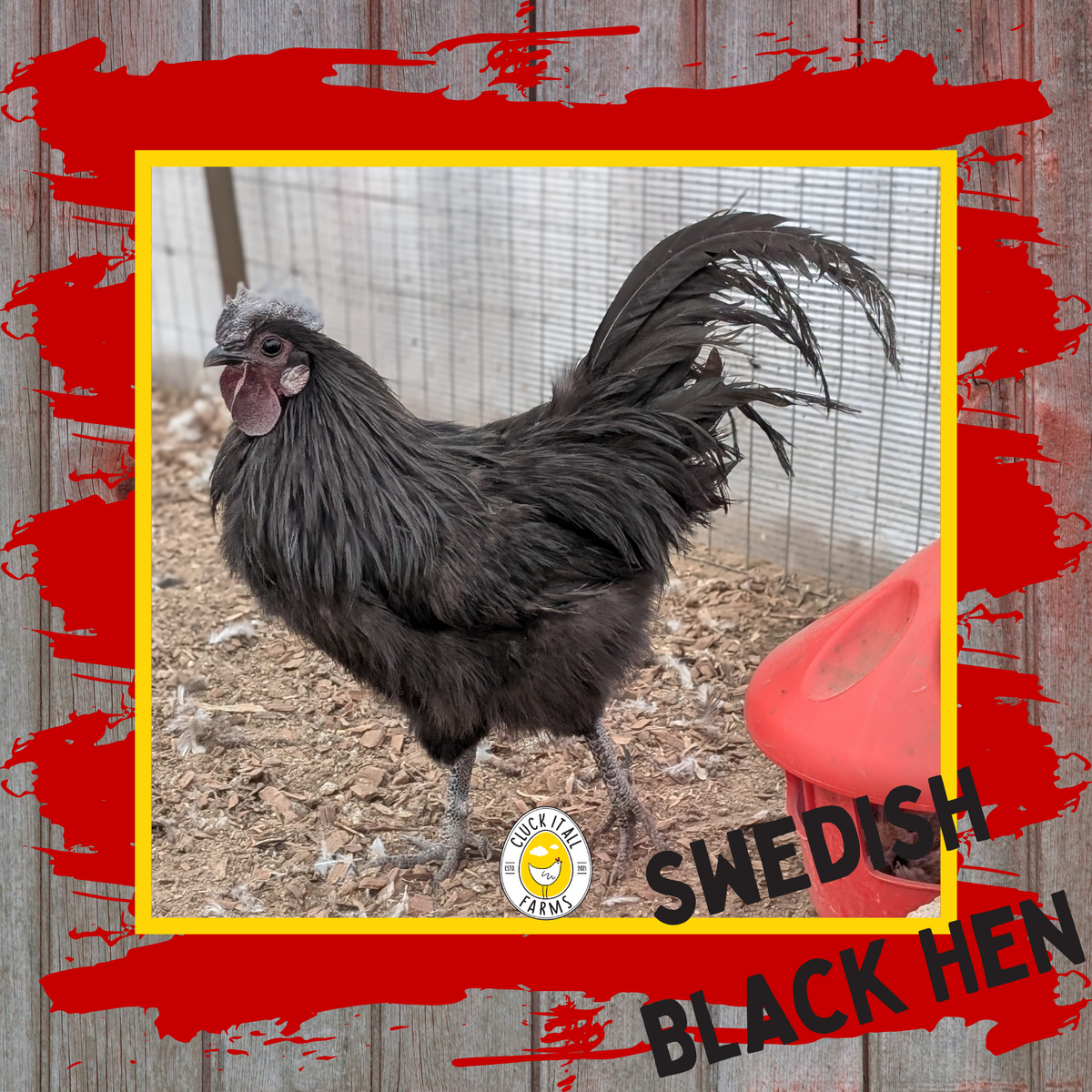 Day Old Swedish Black Hen Svart Höna Chicks