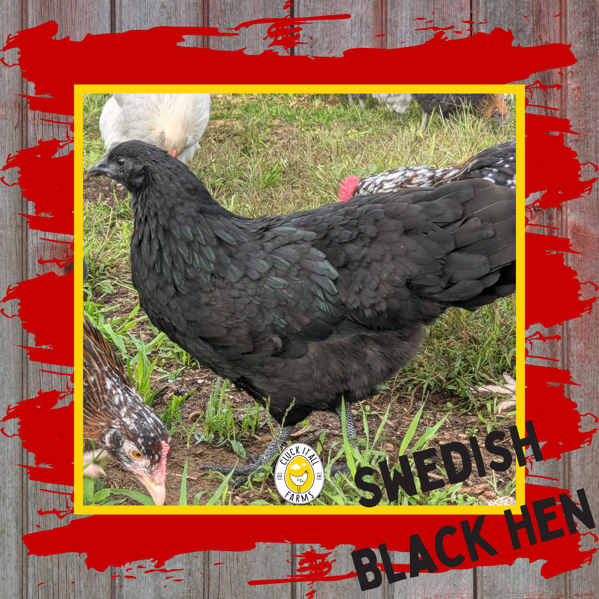 Swedish Black Hen