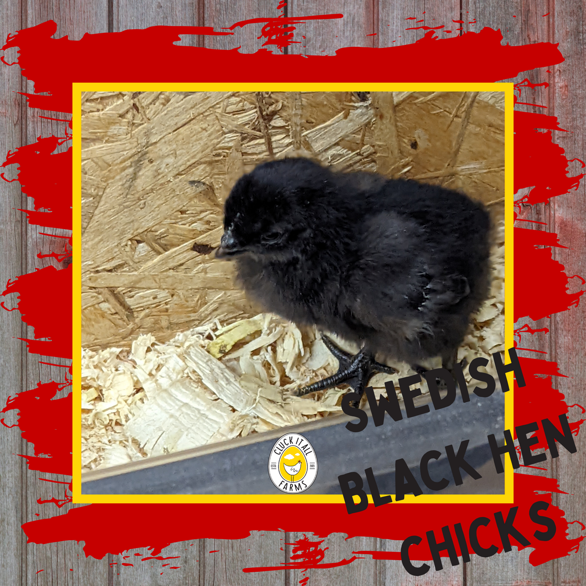 Day Old Swedish Black Hen Svart Höna Chicks