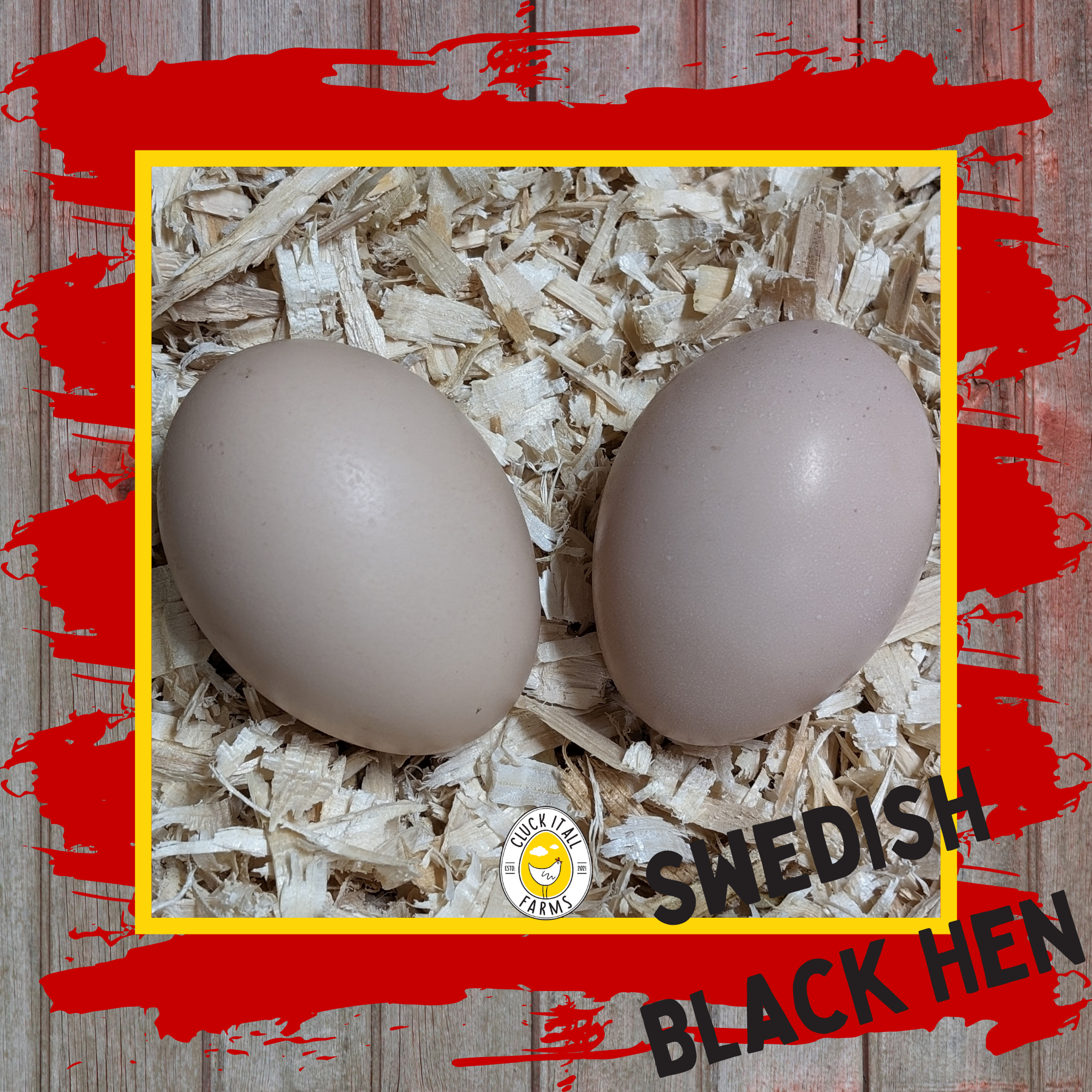 Swedish Black Hen Eggs