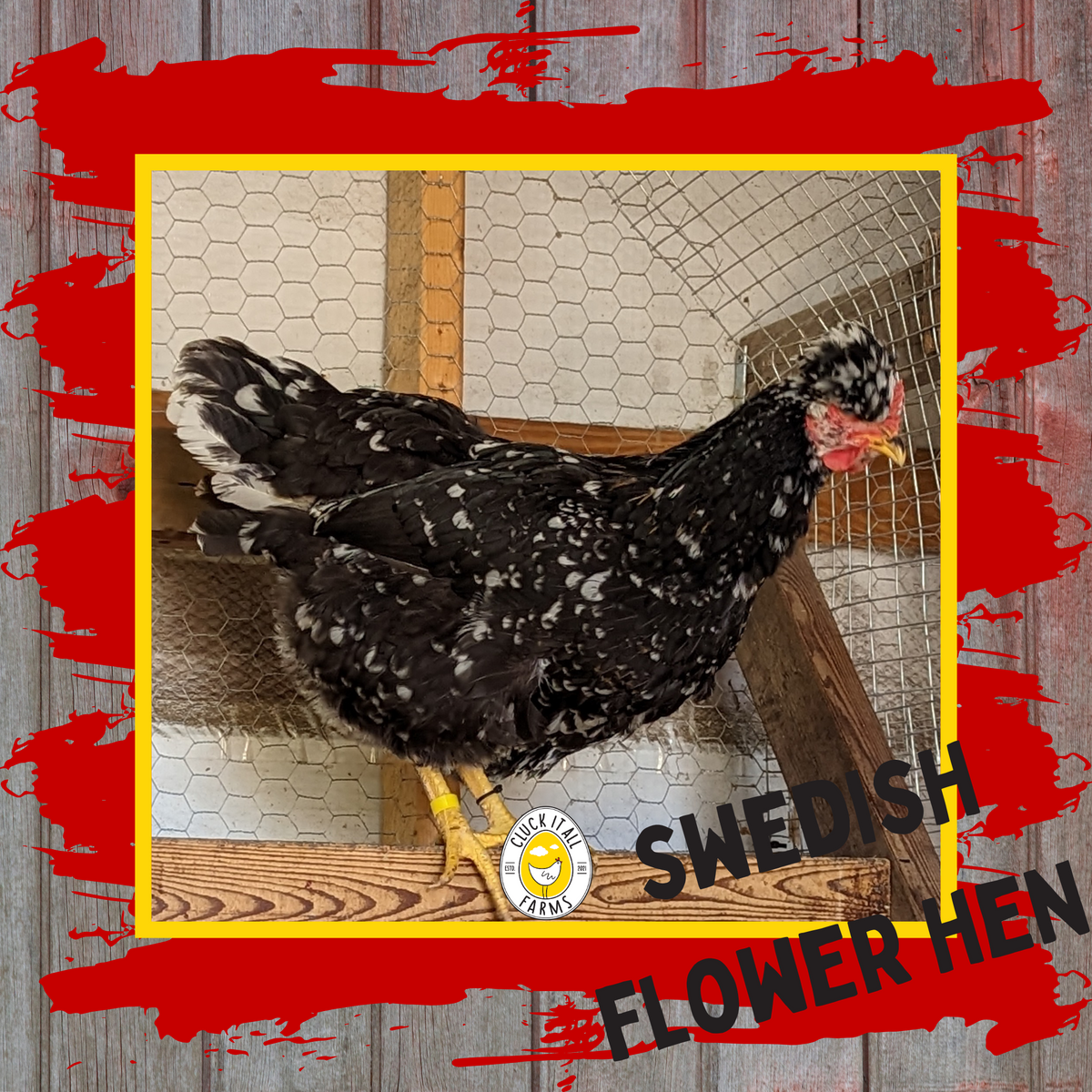 Swedish Flower Hen