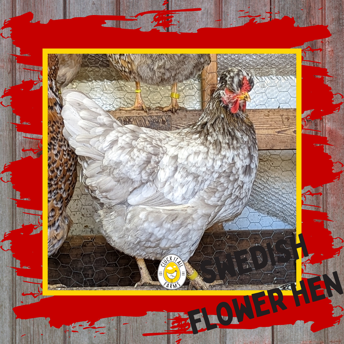 Swedish Flower Hen