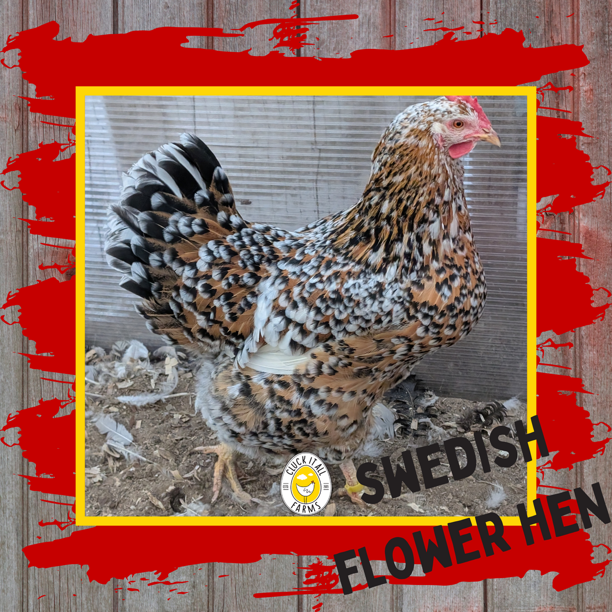 Swedish Flower Hen