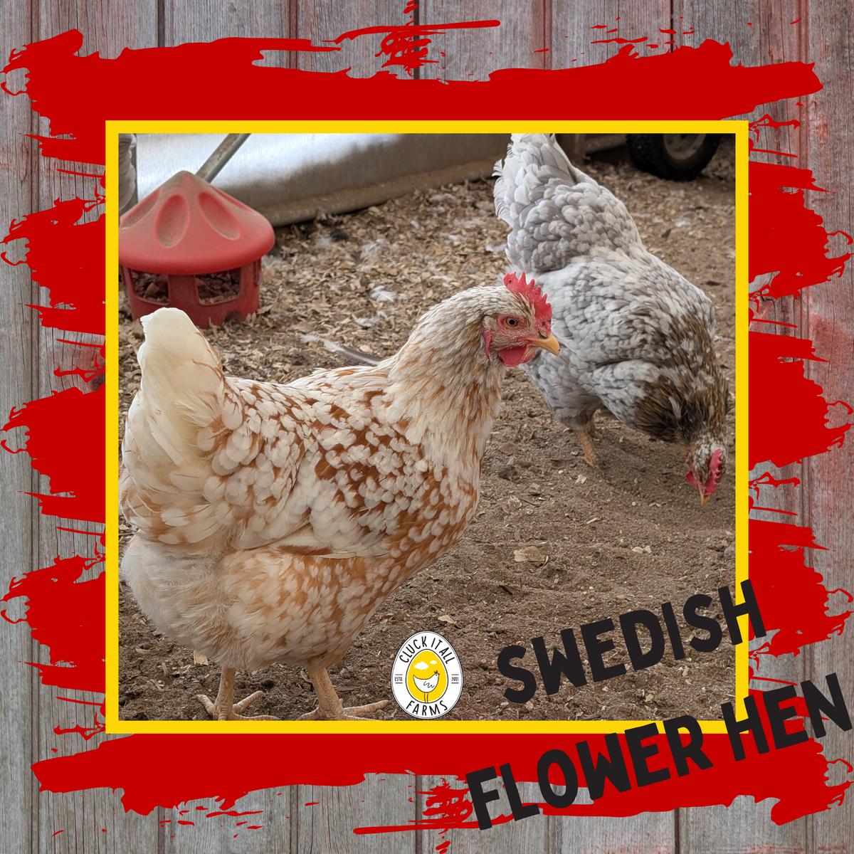 Swedish Flower Hen