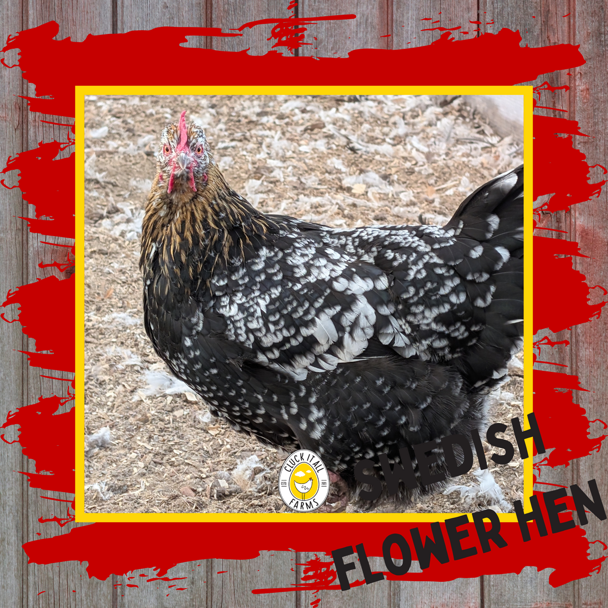 Swedish Flower Hen