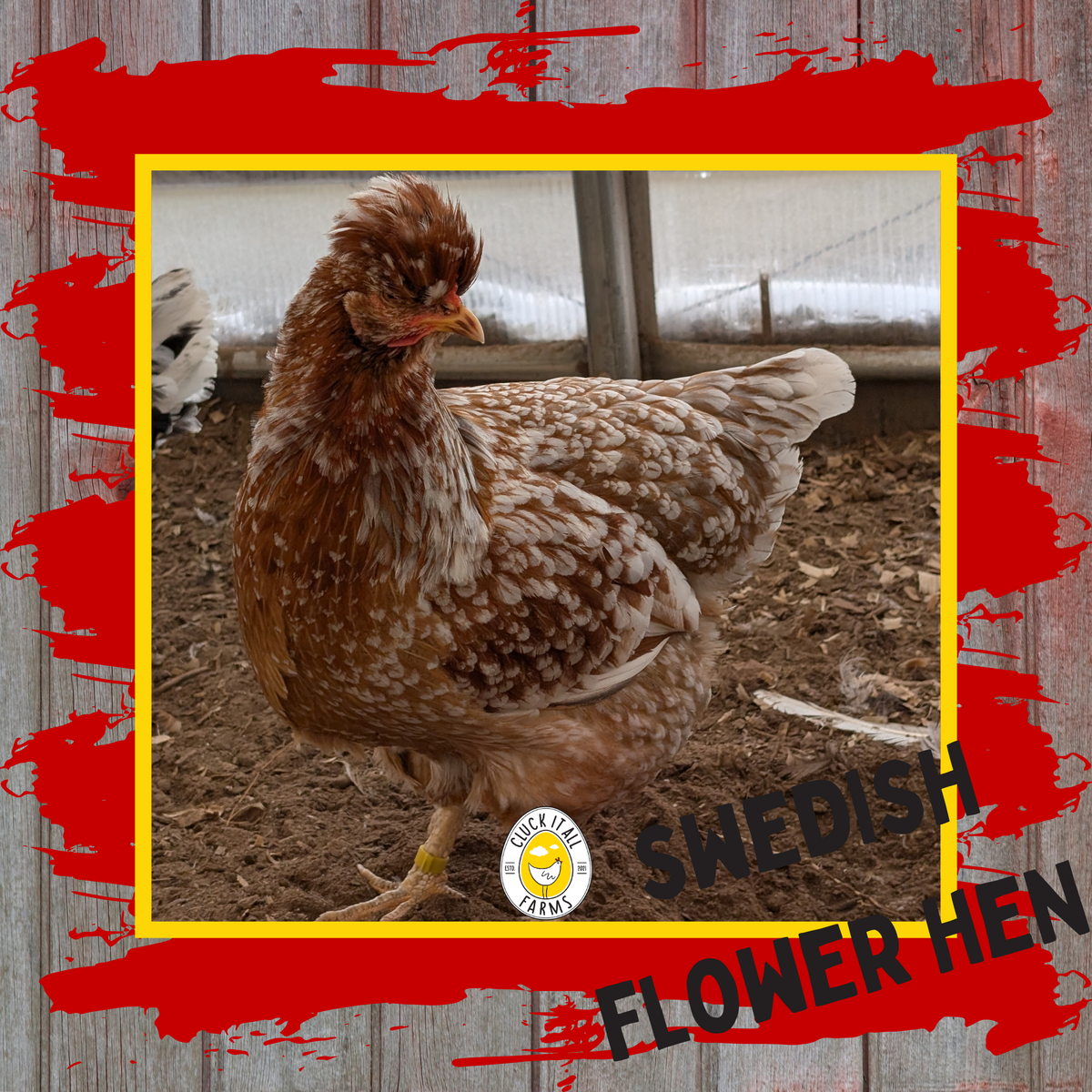 Swedish Flower Hen