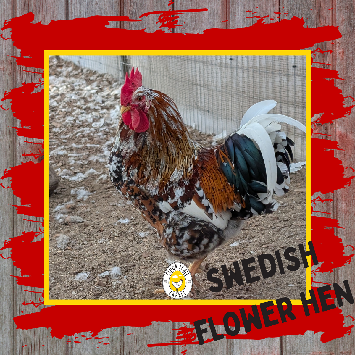 One Dozen Swedish Flower Hen Chicken Hatching Eggs