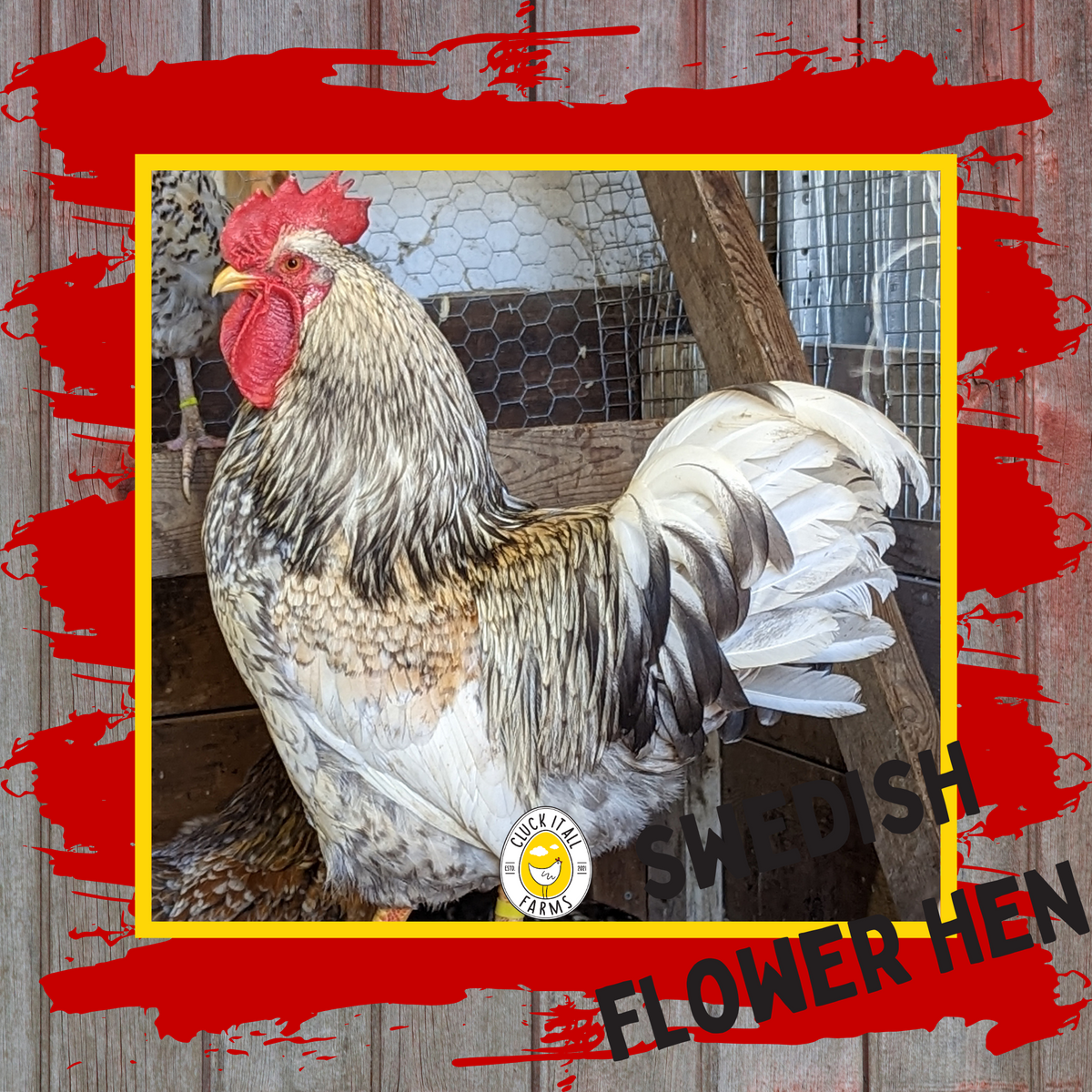 Swedish Flower Hen Rooster