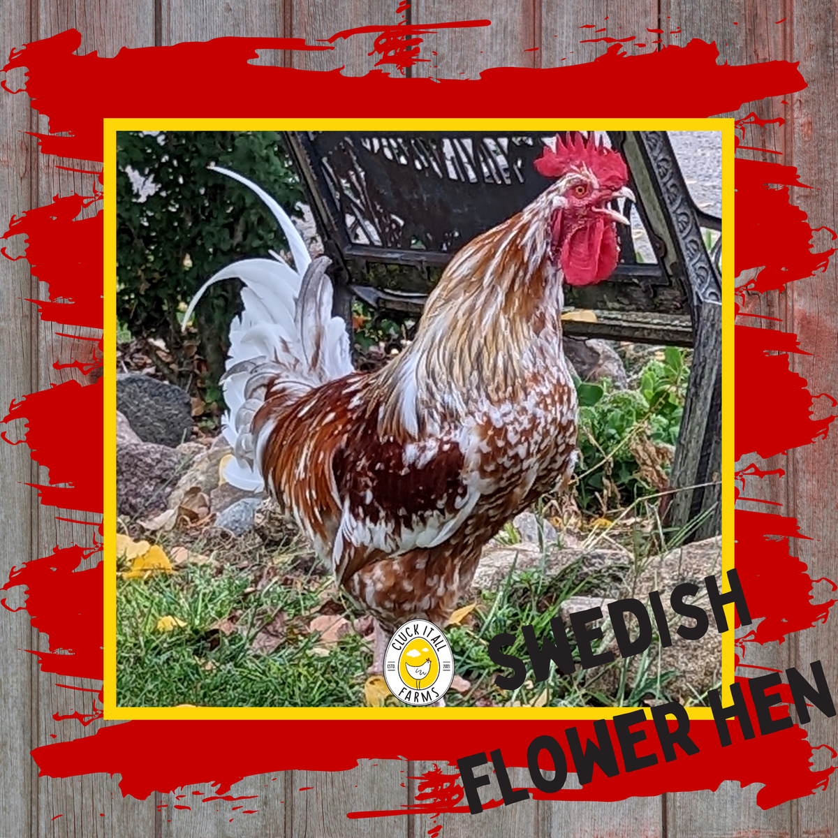 Swedish Flower Hen Rooster