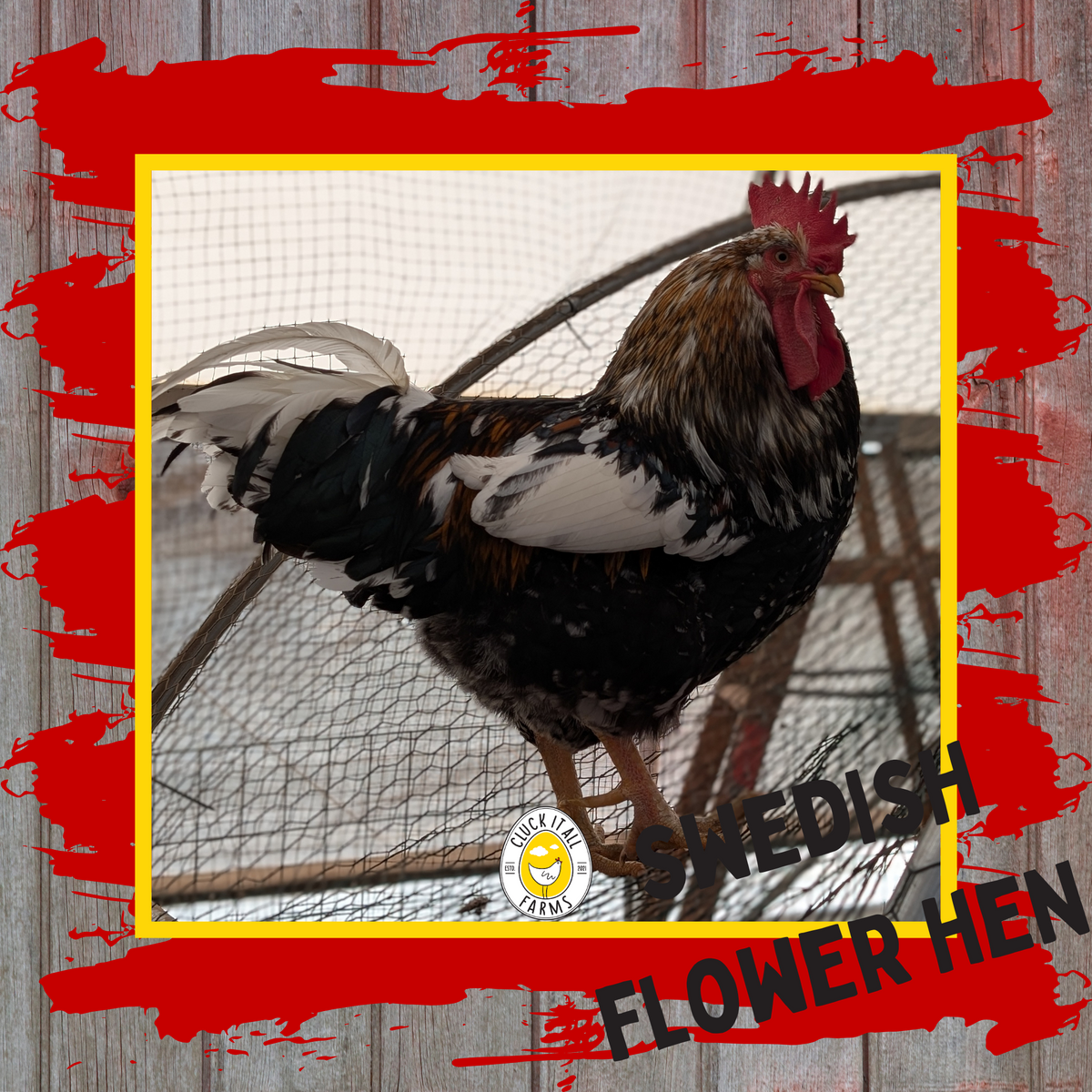 Swedish Flower Hen Rooster