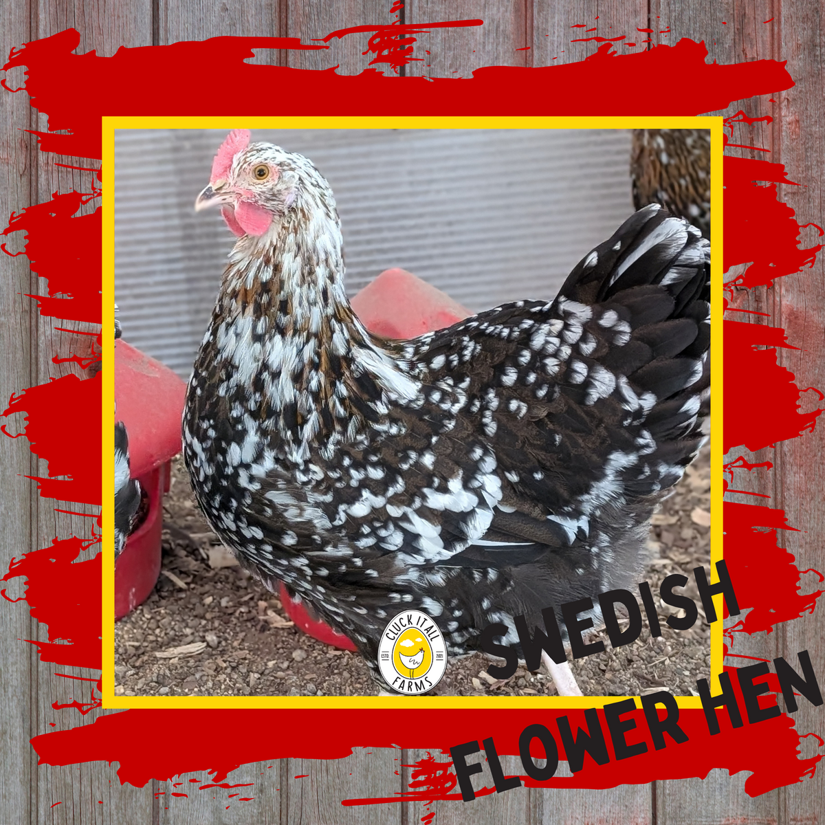 Swedish Flower Hen