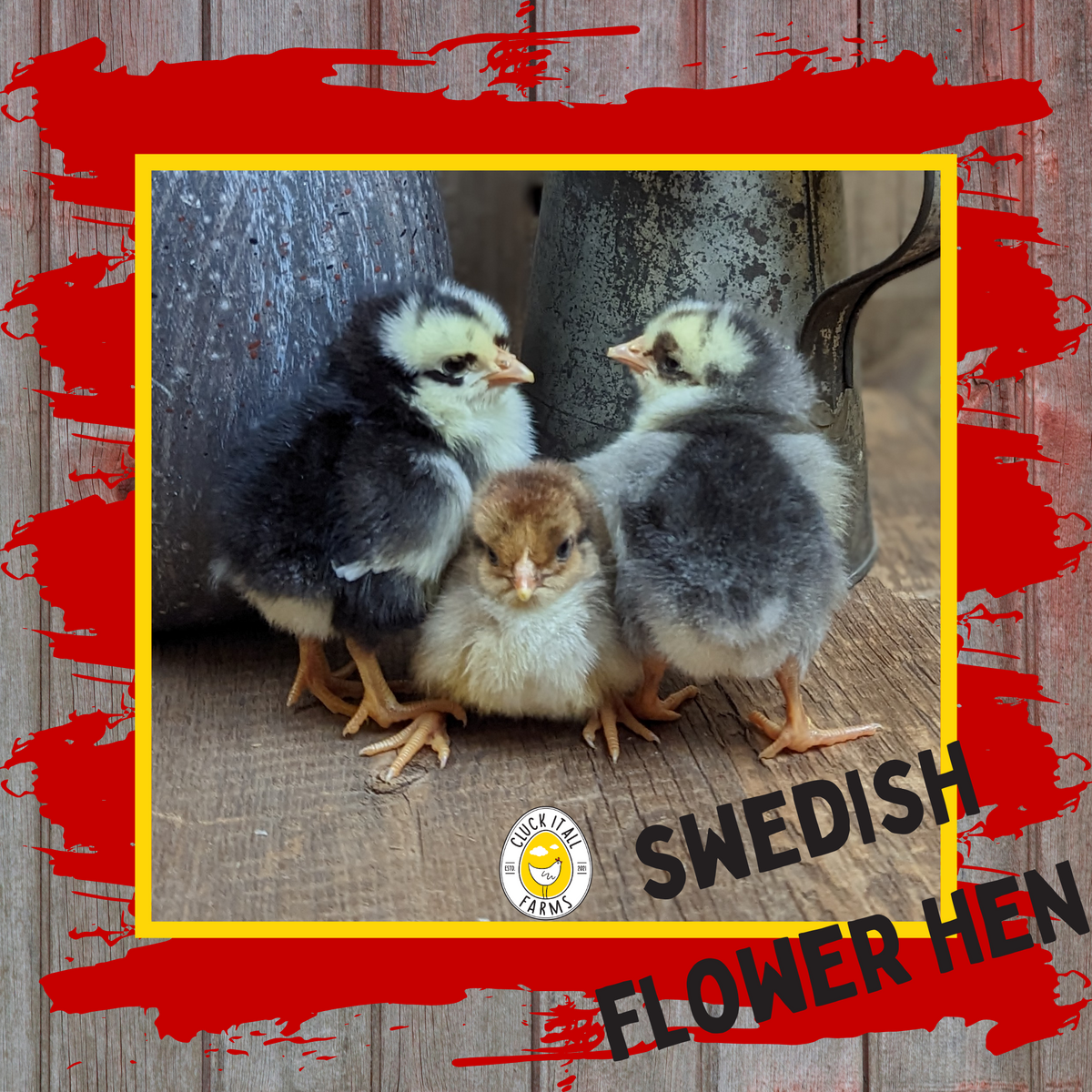 Day Old Swedish Flower Hen Chicks