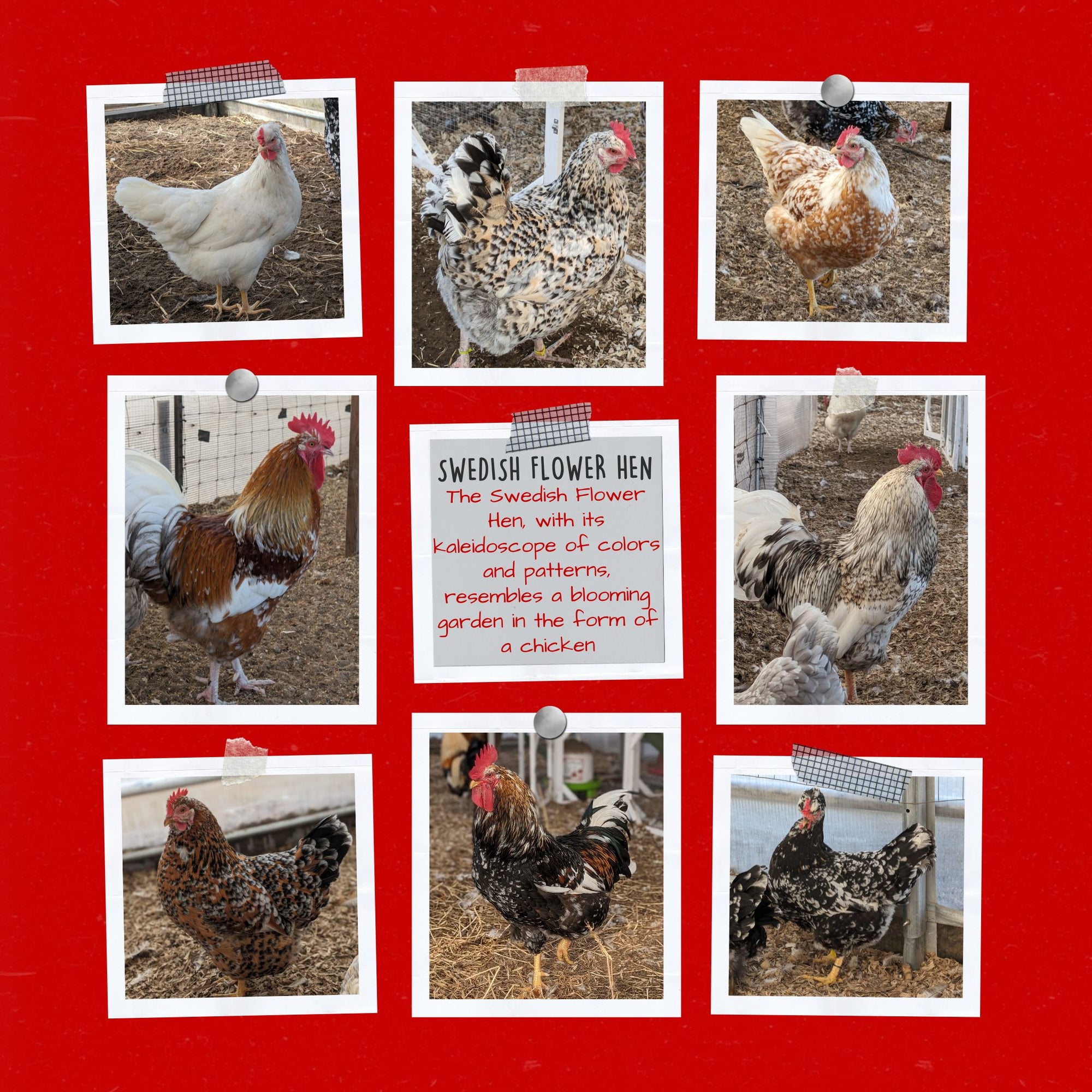 The HEN PICKED Box Chicks Edition - Cluck It All Farms