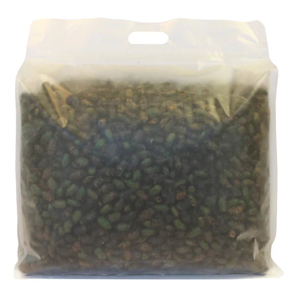 Beetle Craze Chicken Treats 2lb - Cluck It All Farms