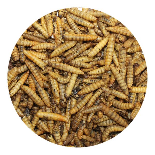 Black Soldier Fly Larvae 5lb Chicken Treat - Cluck It All Farms