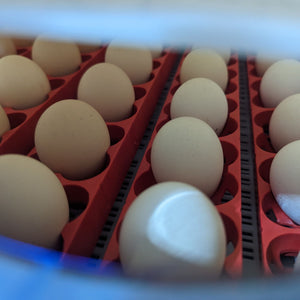 Borotto® Real 49 Plus Egg Incubator - Cluck It All Farms