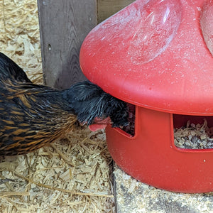 Chicken Grit Station - Cluck It All Farms