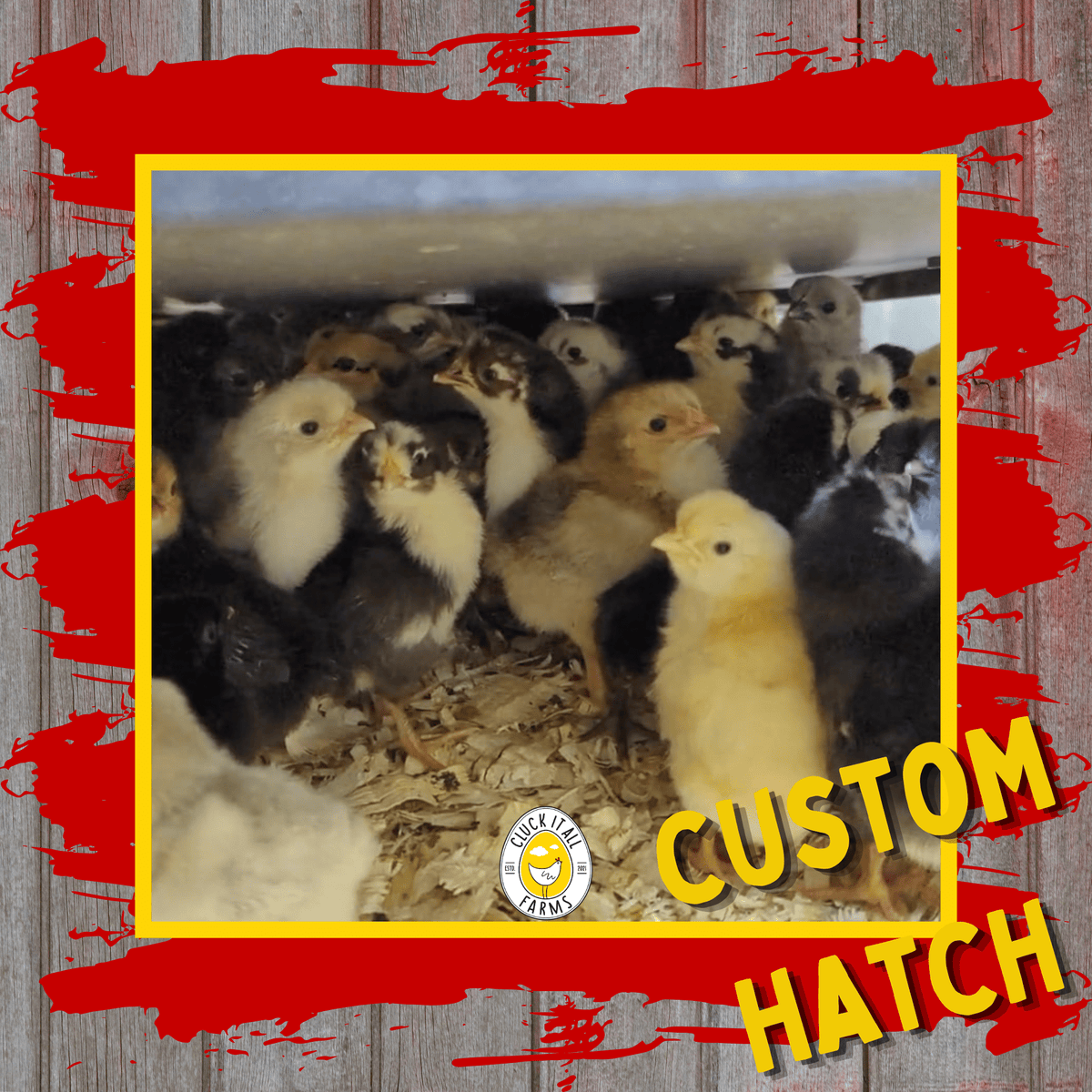 Custom Chick Hatch – Local Pickup Only (Landrace Breeds) - Cluck It All Farms