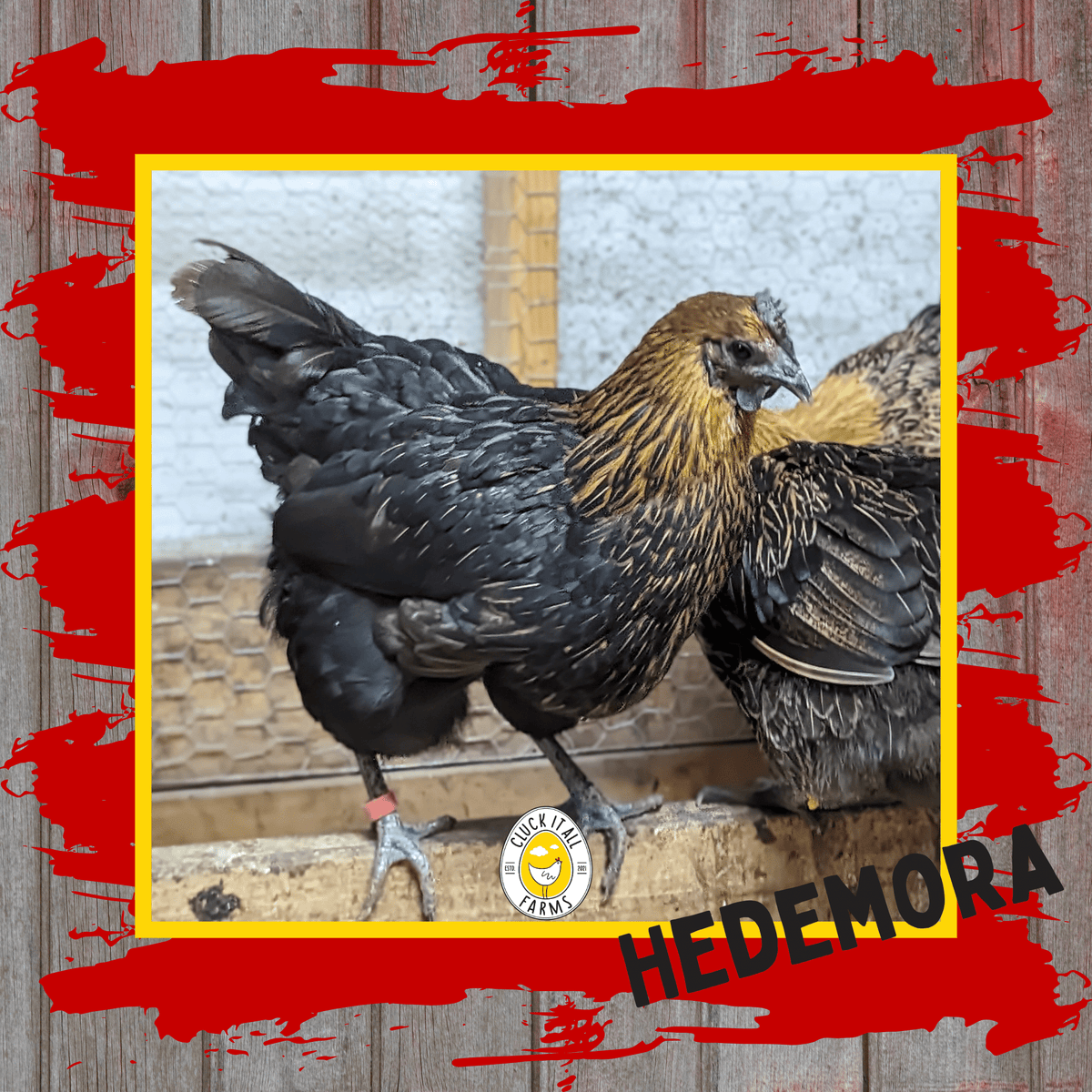 Day Old Hedemora Chicks - Cluck It All Farms