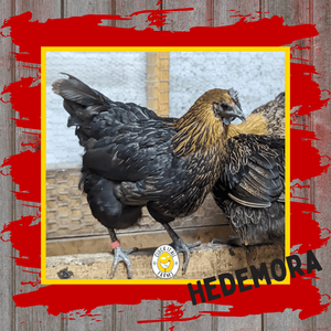 Day Old Hedemora Chicks - Cluck It All Farms