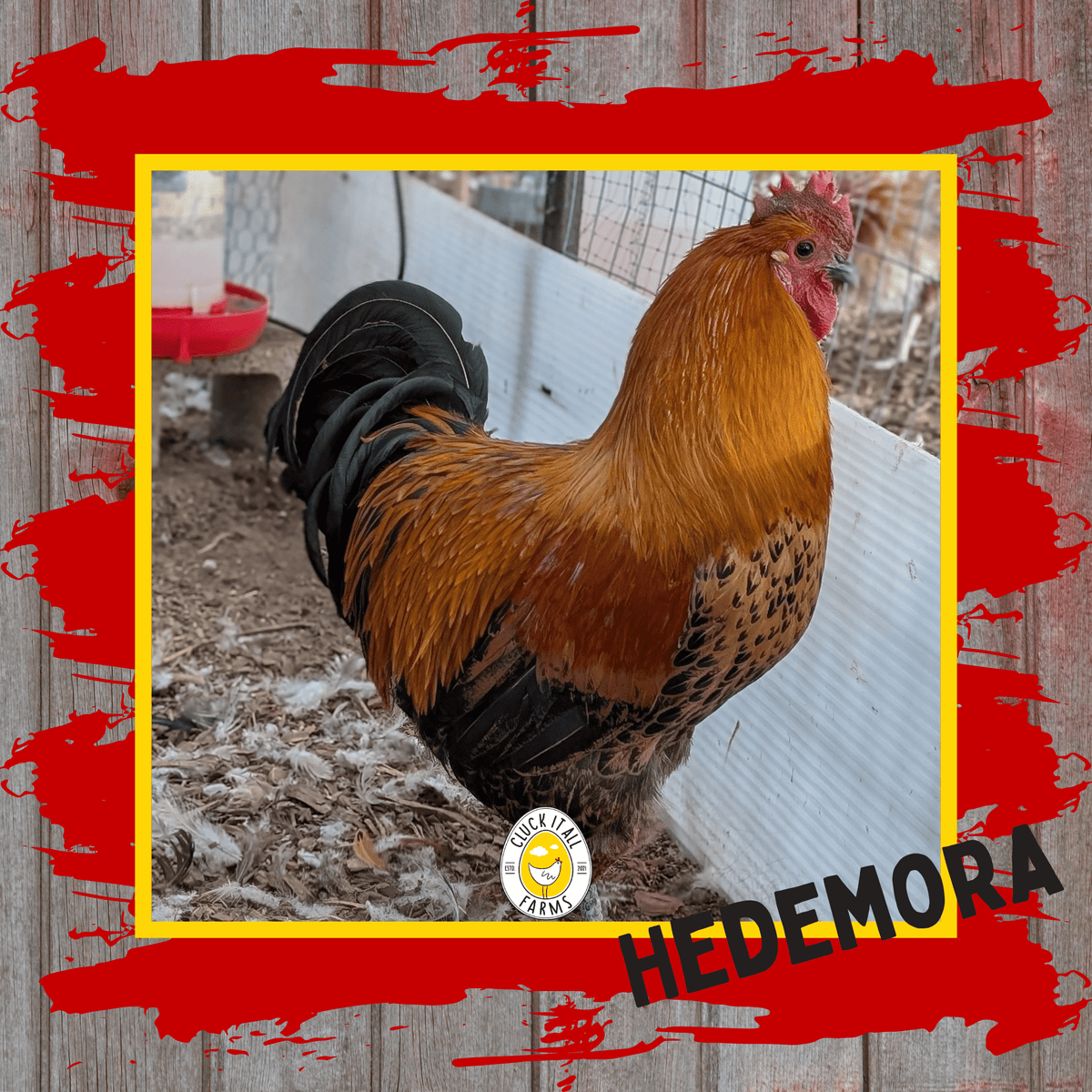 Day Old Hedemora Chicks - Cluck It All Farms