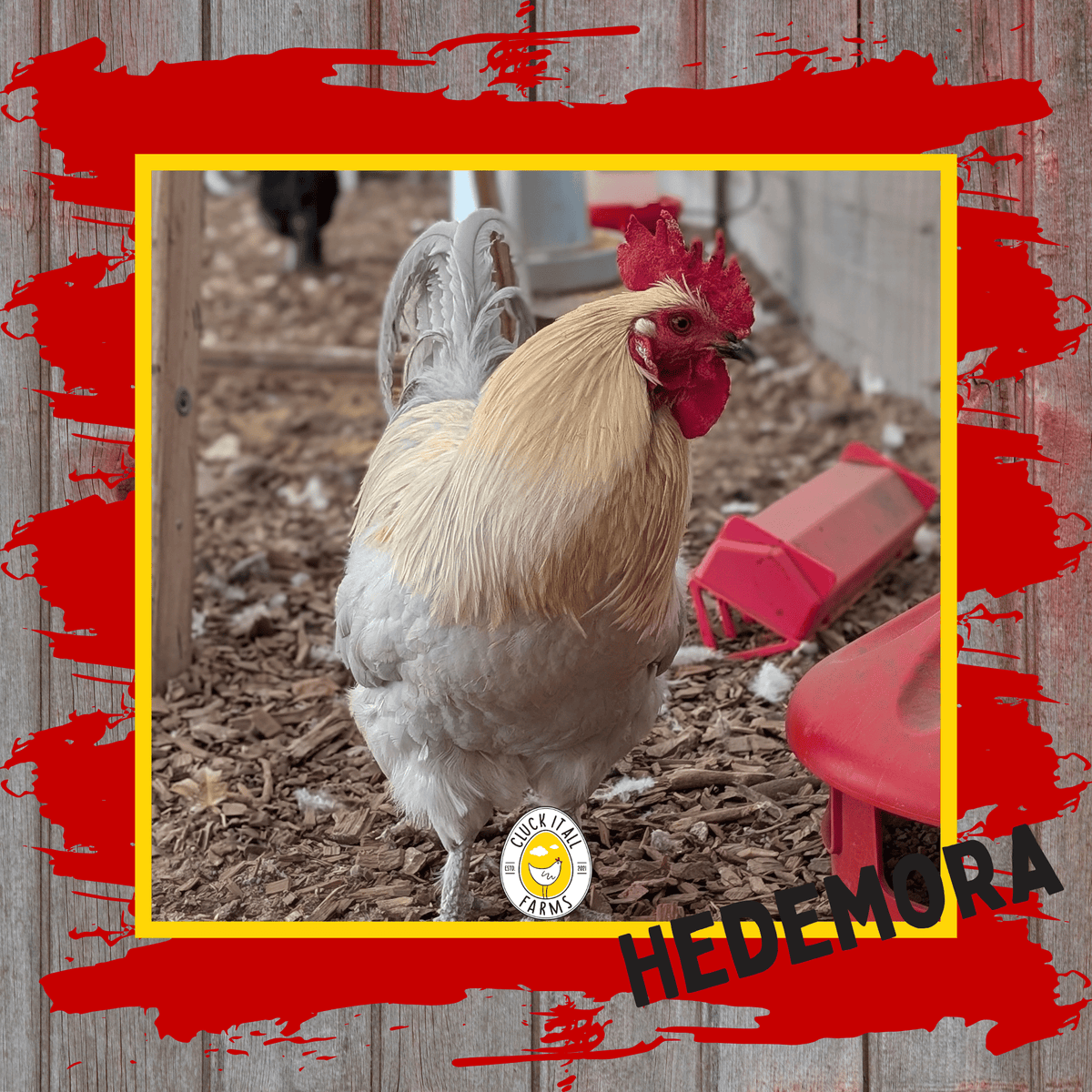 Day Old Hedemora Chicks - Cluck It All Farms