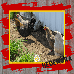 Day Old Hedemora Chicks - Cluck It All Farms