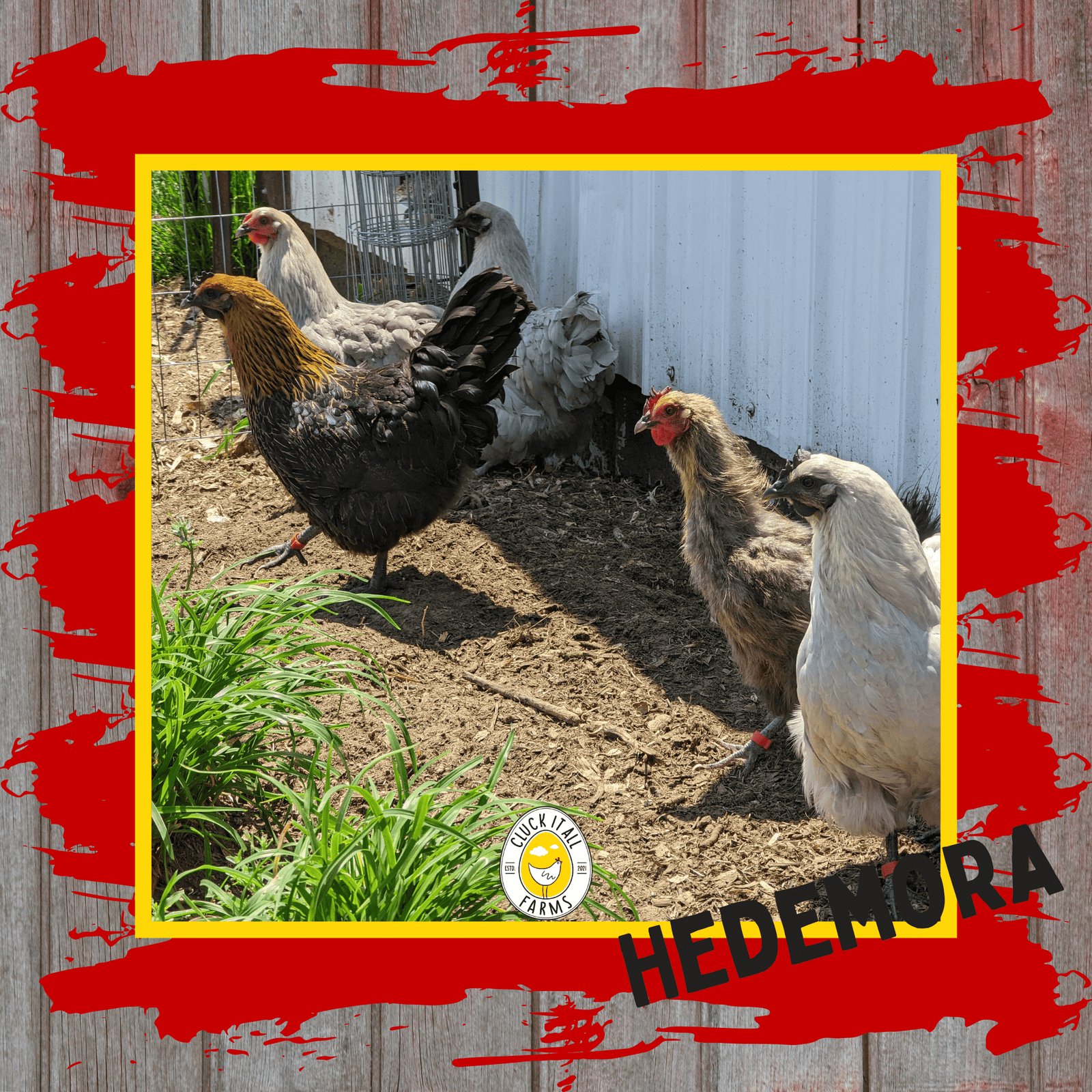 Day Old Hedemora Chicks - Cluck It All Farms