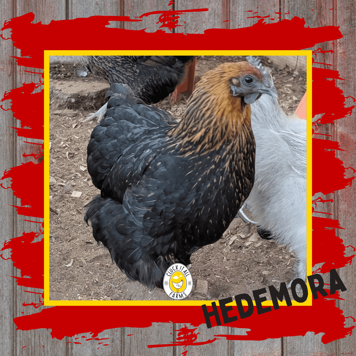Day Old Hedemora Chicks - Cluck It All Farms