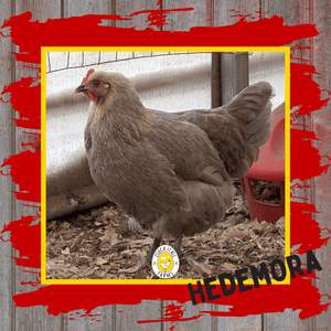 Day Old Hedemora Chicks - Cluck It All Farms