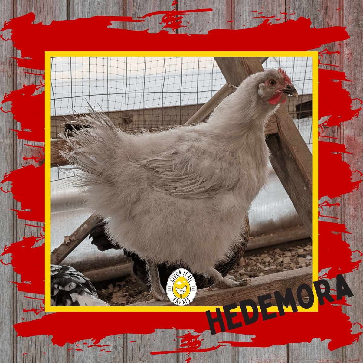 Day Old Hedemora Chicks - Cluck It All Farms