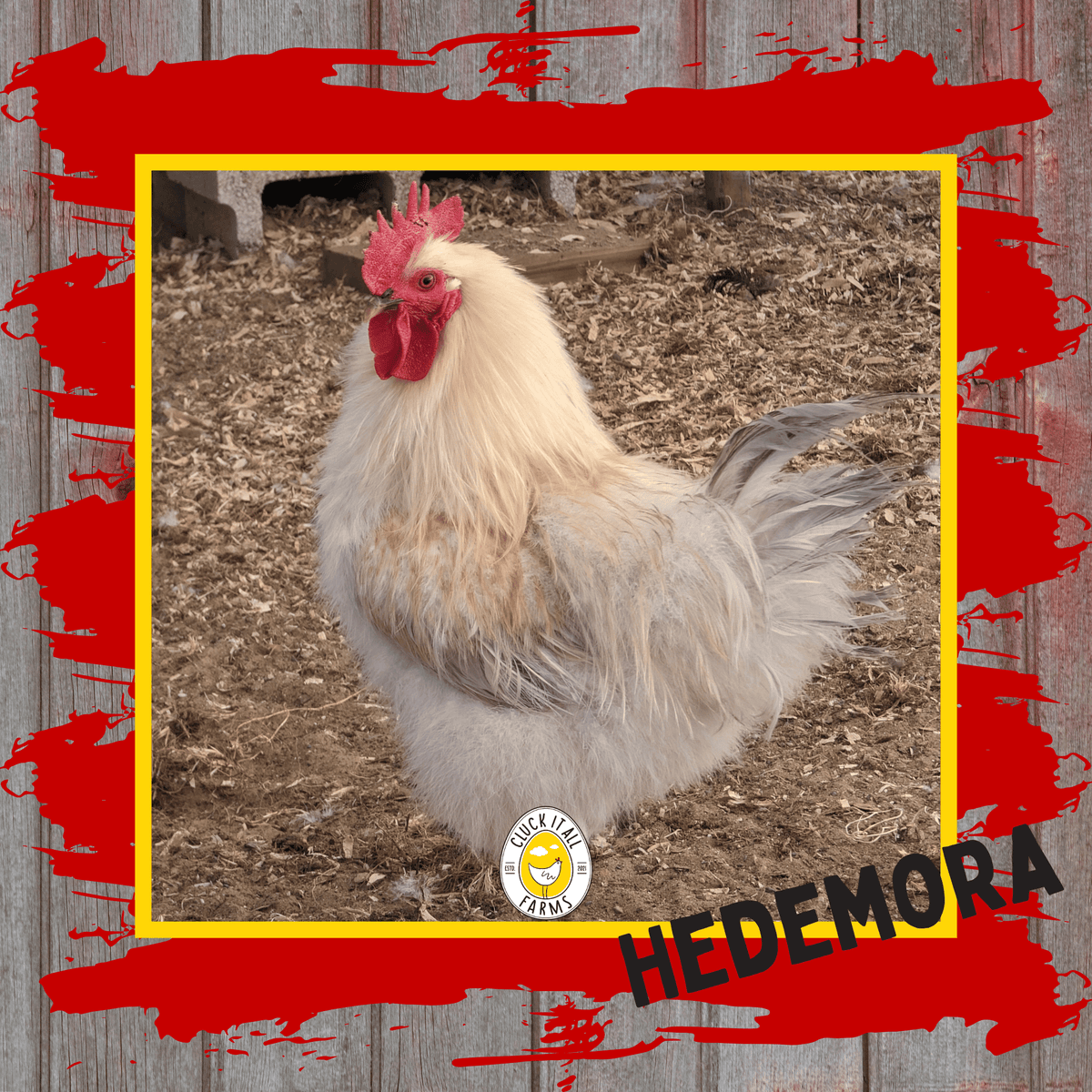 Day Old Hedemora Chicks - Cluck It All Farms