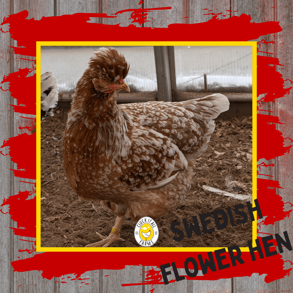 Day Old HEN PICKED Chicks - Cluck It All Farms