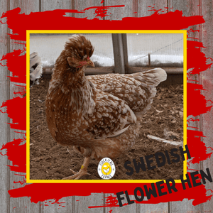 Day Old HEN PICKED Chicks - Cluck It All Farms