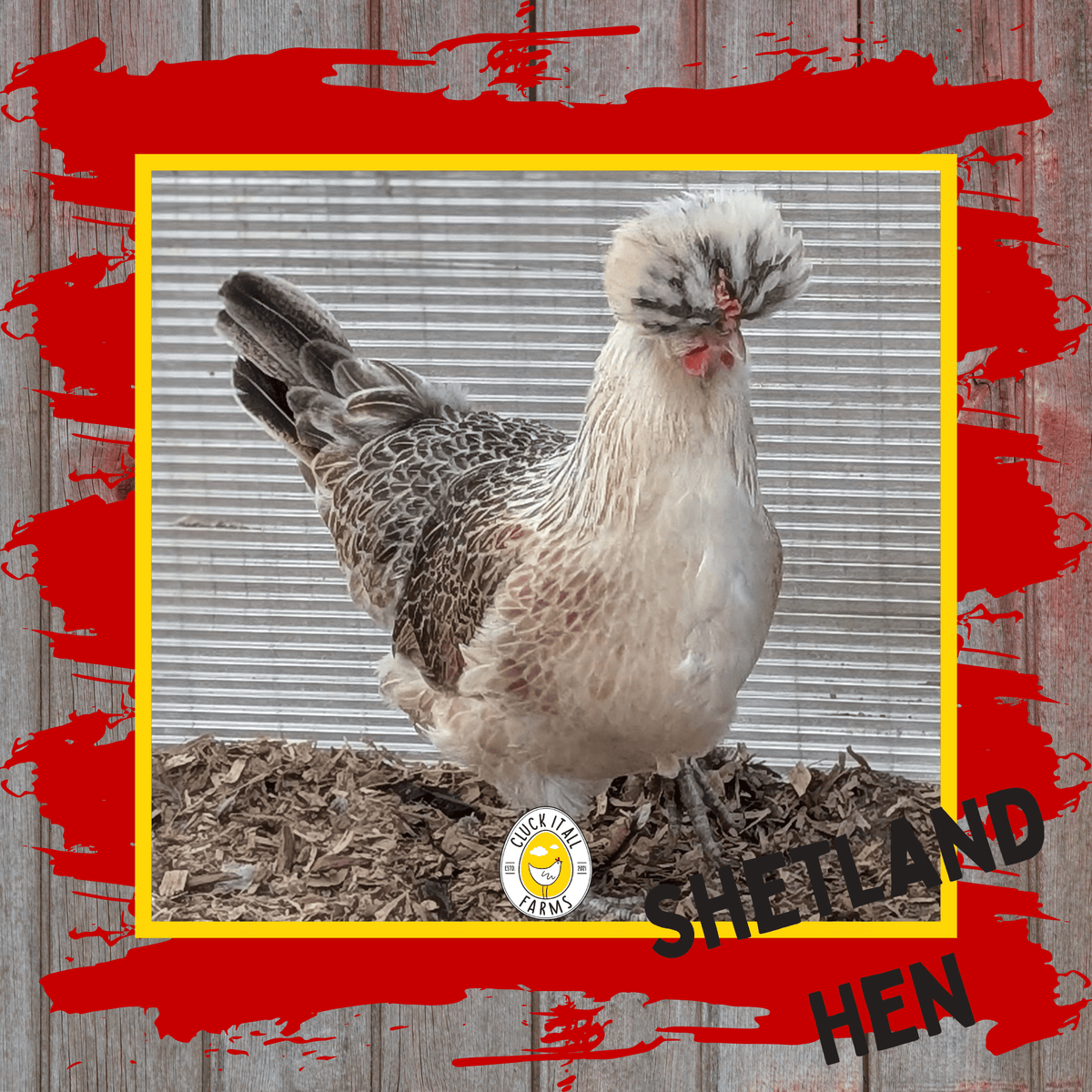 Day Old HEN PICKED Chicks - Cluck It All Farms