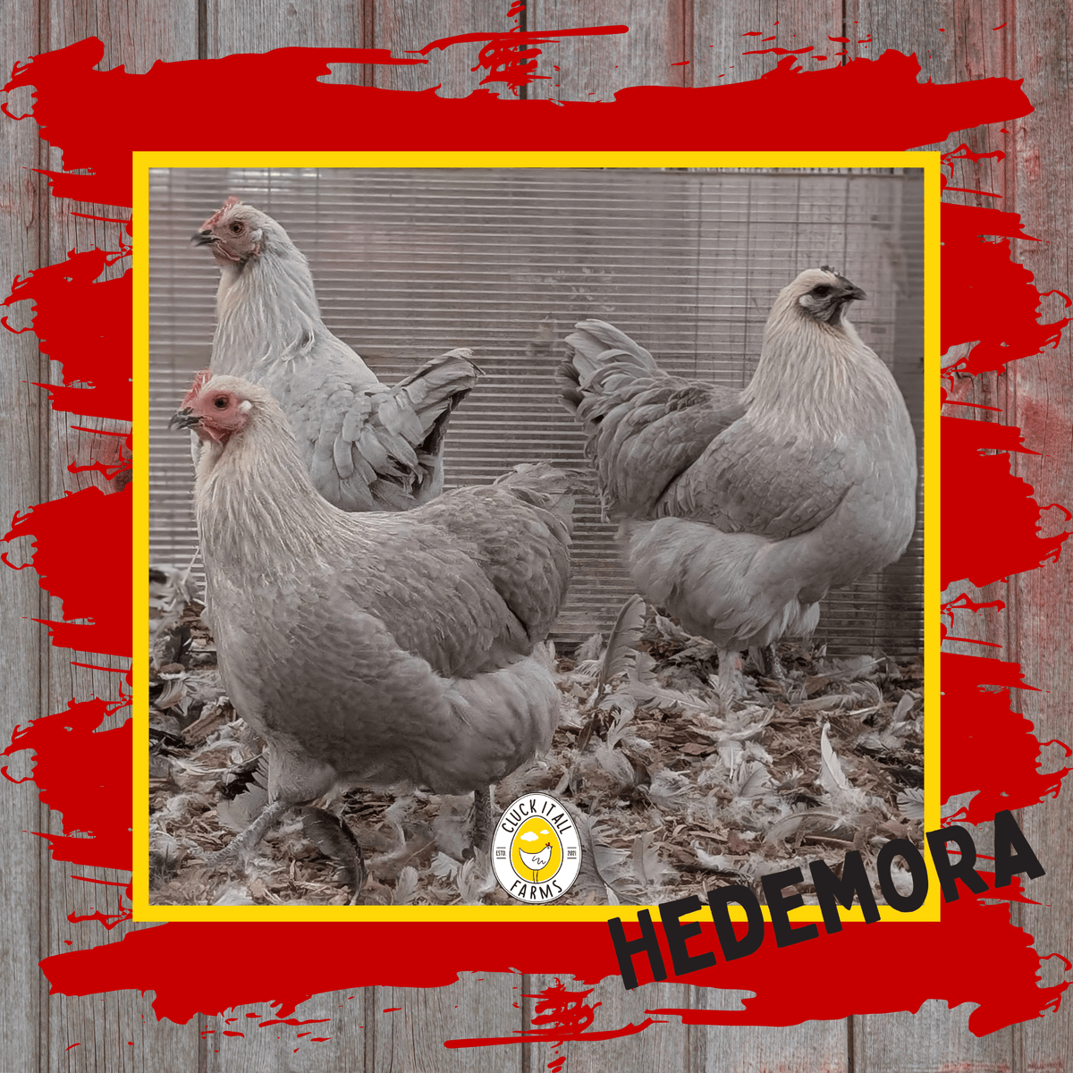 Day Old HEN PICKED Chicks - Cluck It All Farms