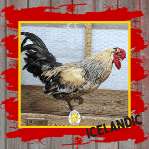 Day Old Icelandic Chicks - Cluck It All Farms