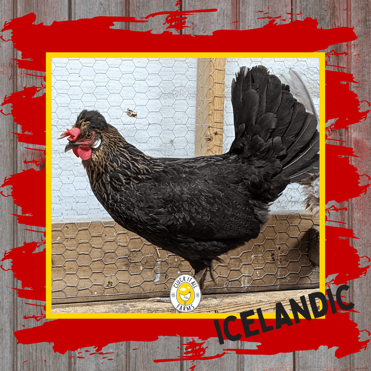 Day Old Icelandic Chicks - Cluck It All Farms