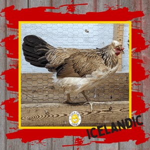 Day Old Icelandic Chicks - Cluck It All Farms