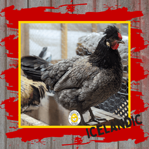 Day Old Icelandic Chicks - Cluck It All Farms