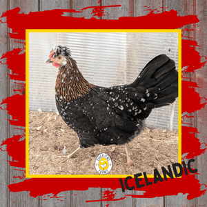 Day Old Icelandic Chicks - Cluck It All Farms