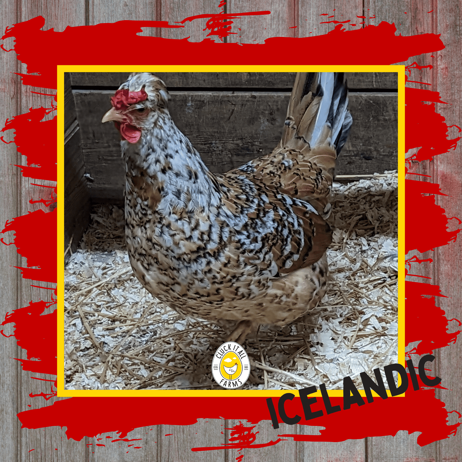 Day Old Icelandic Chicks - Cluck It All Farms