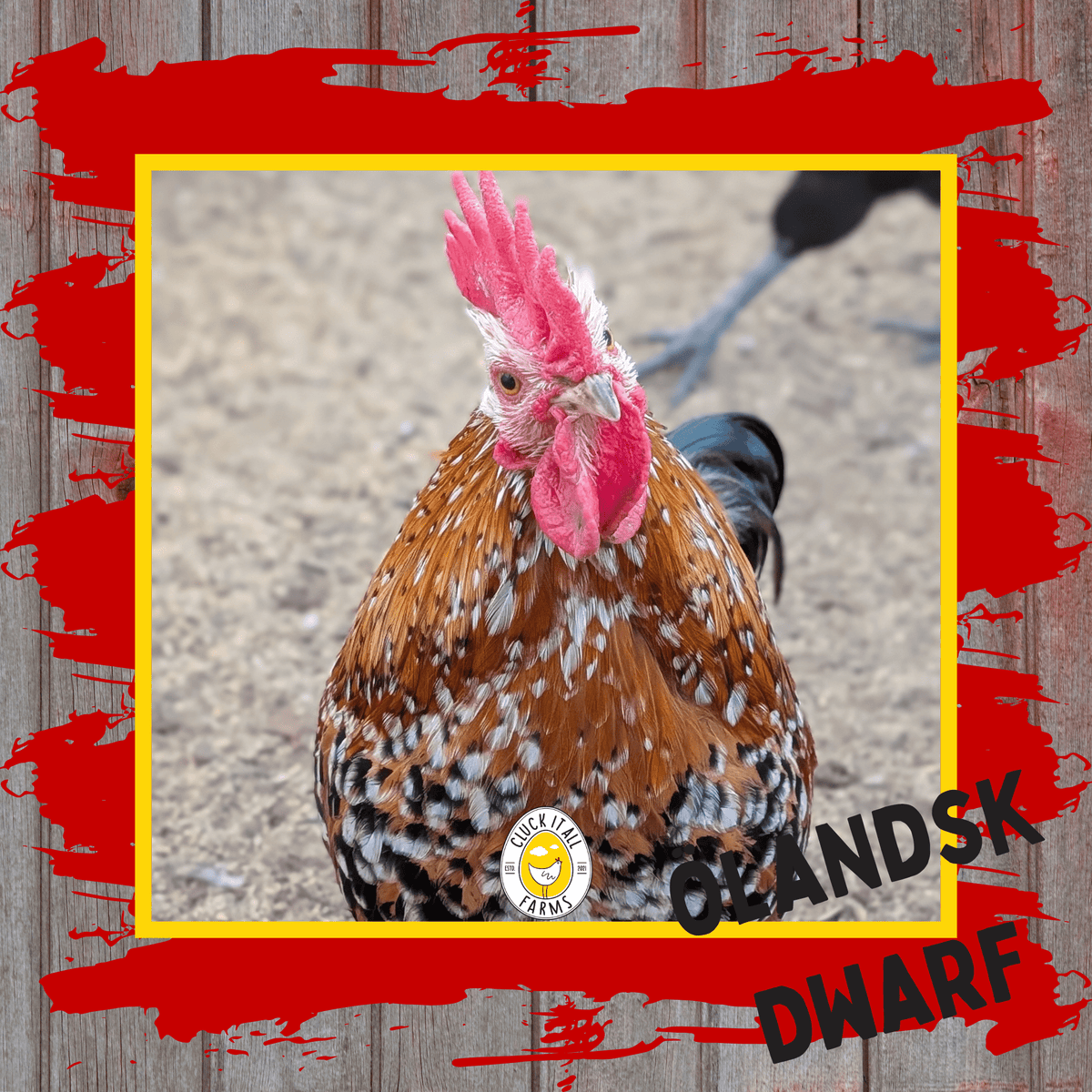 Day Old Ölandsk Dwarf Chicks - Cluck It All Farms