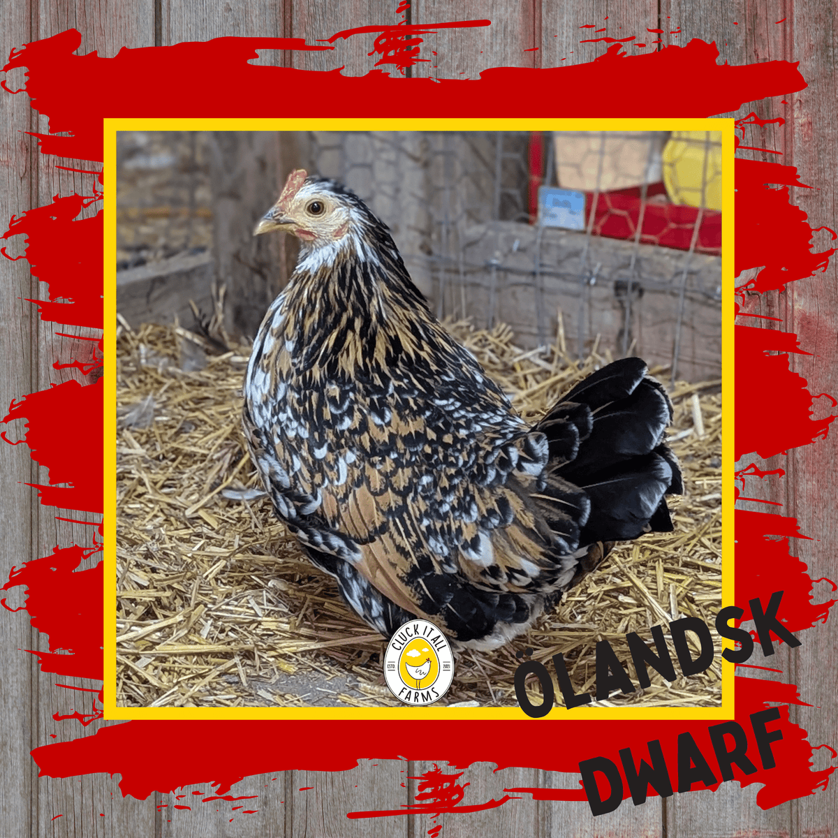 Day Old Ölandsk Dwarf Chicks - Cluck It All Farms