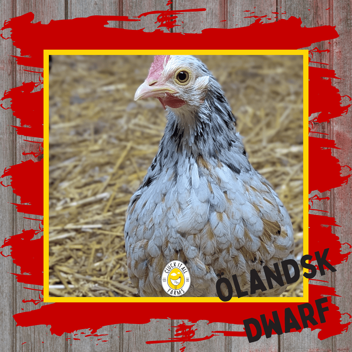 Day Old Ölandsk Dwarf Chicks - Cluck It All Farms