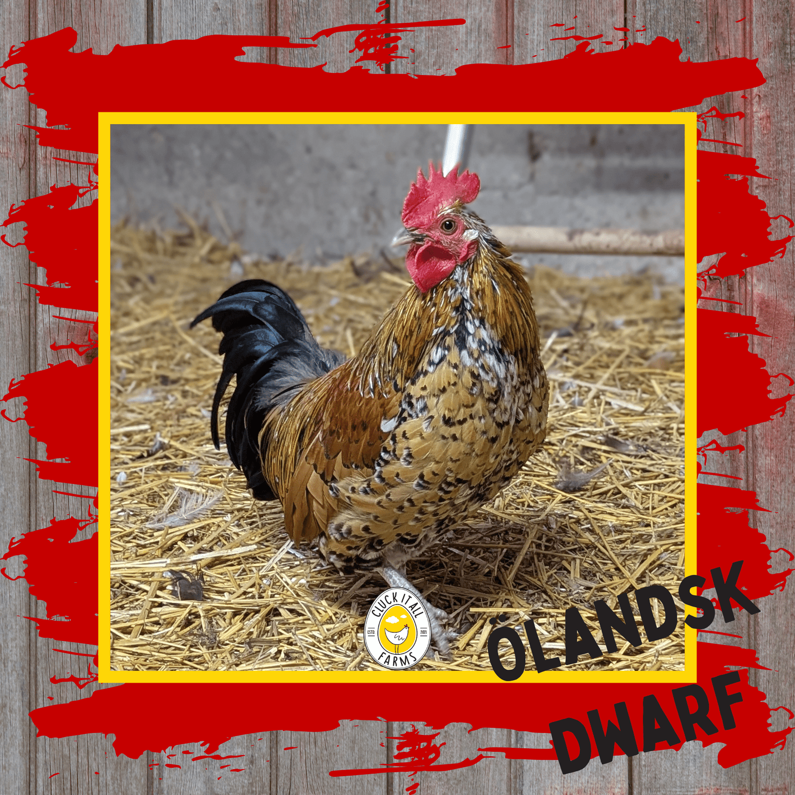 Day Old Ölandsk Dwarf Chicks - Cluck It All Farms
