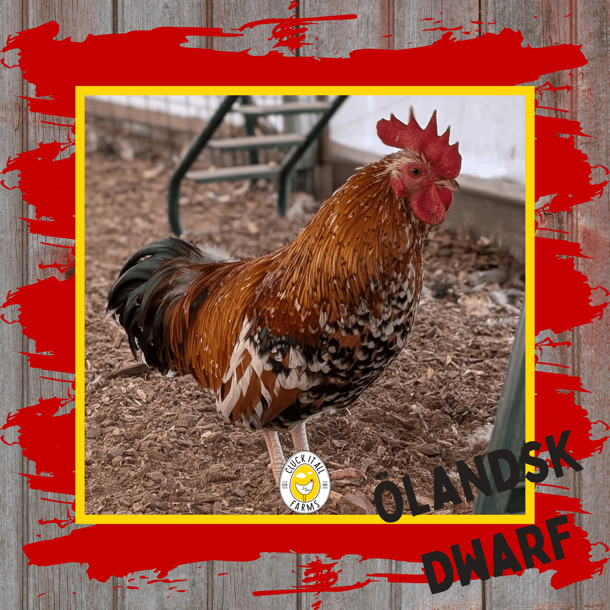 Day Old Ölandsk Dwarf Chicks - Cluck It All Farms