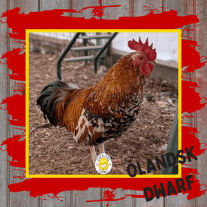 Day Old Ölandsk Dwarf Chicks - Cluck It All Farms