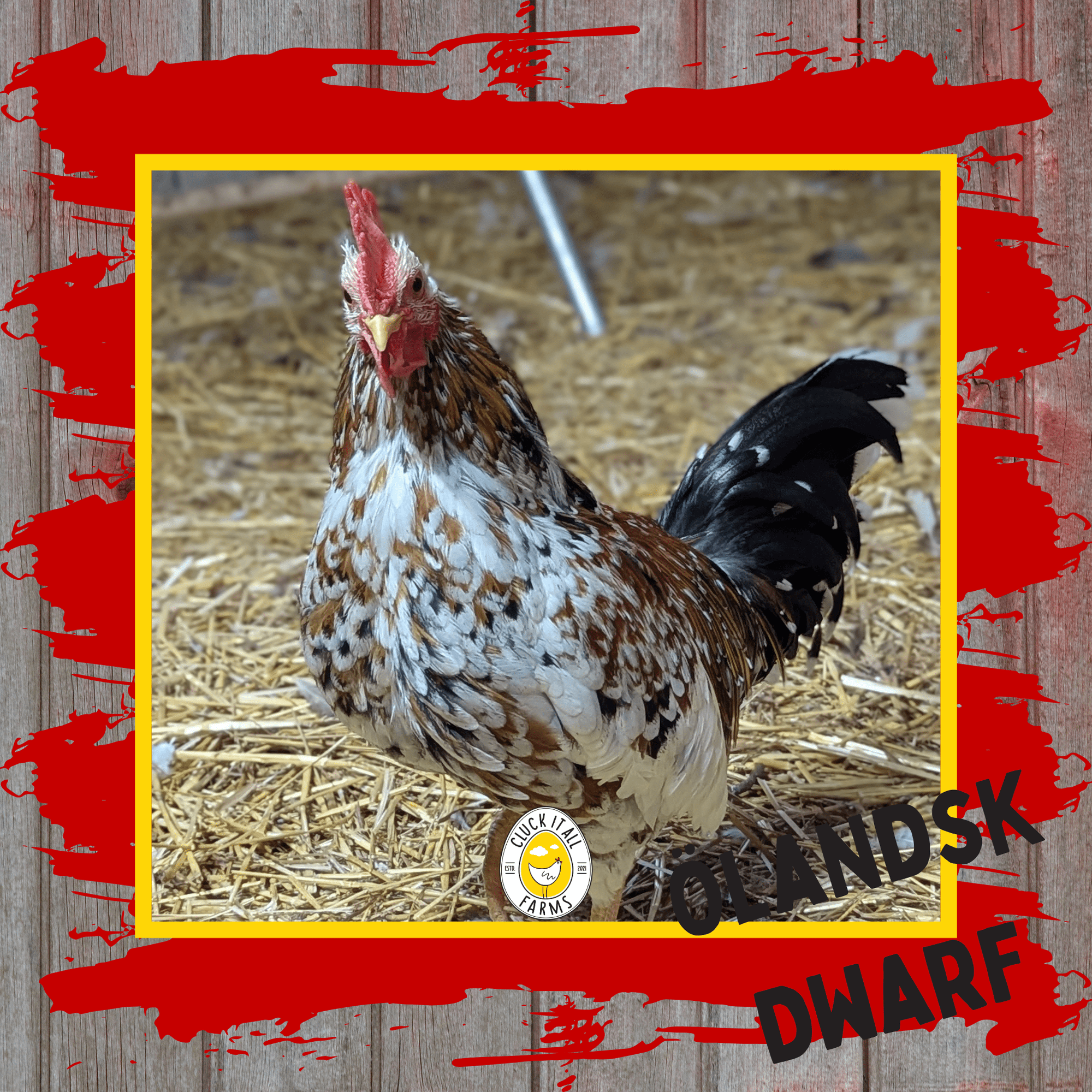 Day Old Ölandsk Dwarf Chicks - Cluck It All Farms