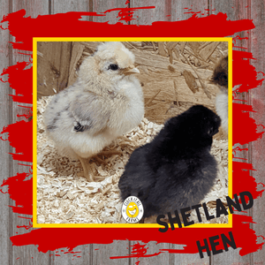 Day Old Shetland Hen Chicks - Cluck It All Farms